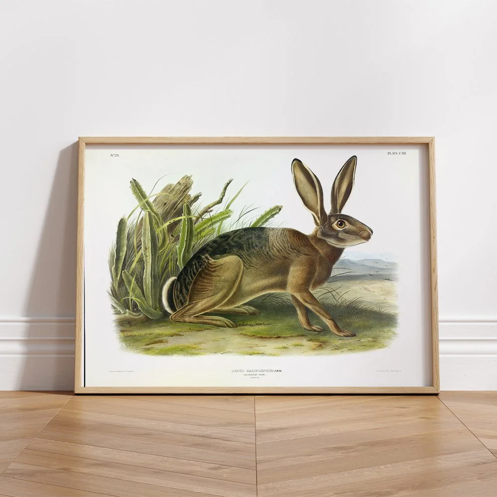 Brown or Norway Rat - Plate 54 — Audubon Art Prints